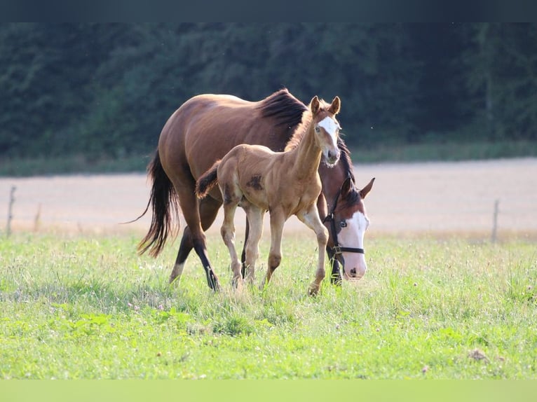 American Quarter Horse Klacz 2 lat 143 cm Szampańska in Waldshut-Tiengen