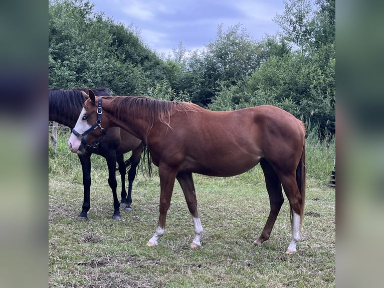 American Quarter Horse Klacz 2 lat 144 cm Kasztanowata in Bad Zwischenahn