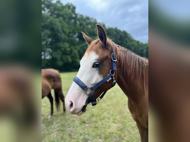 American Quarter Horse Klacz 2 lat 144 cm Kasztanowata in Bad Zwischenahn