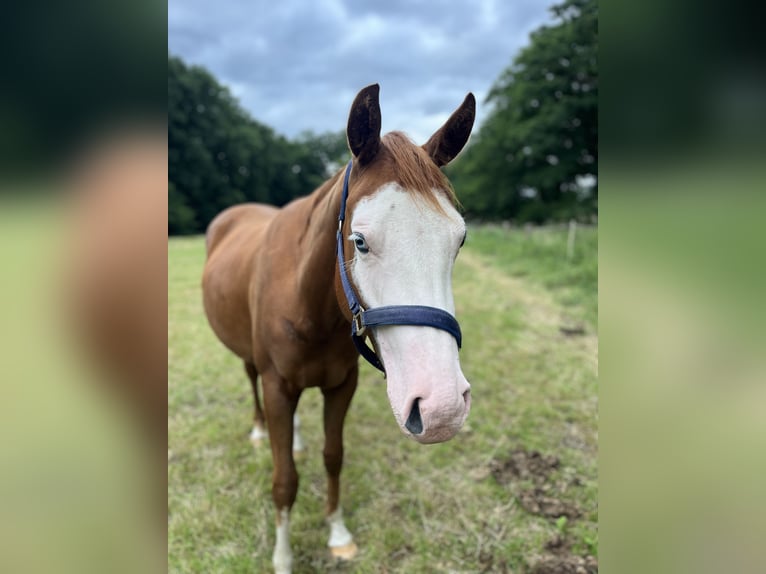 American Quarter Horse Klacz 2 lat 144 cm Kasztanowata in Bad Zwischenahn