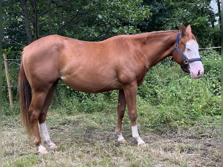 American Quarter Horse Klacz 2 lat 144 cm Kasztanowata in Bad Zwischenahn