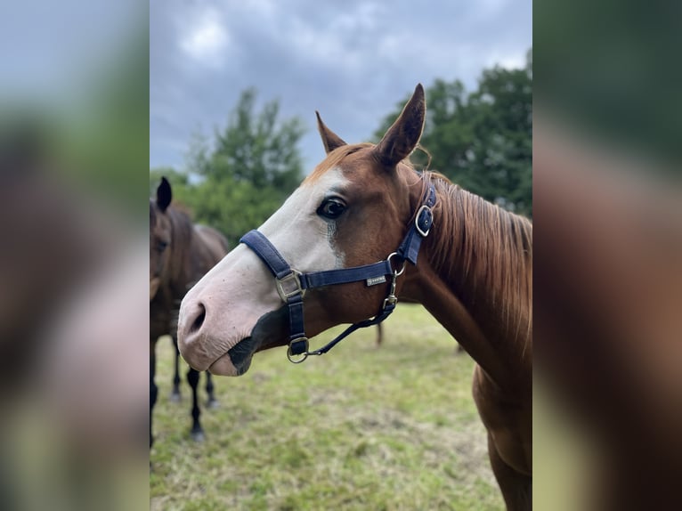 American Quarter Horse Klacz 2 lat 144 cm Kasztanowata in Bad Zwischenahn