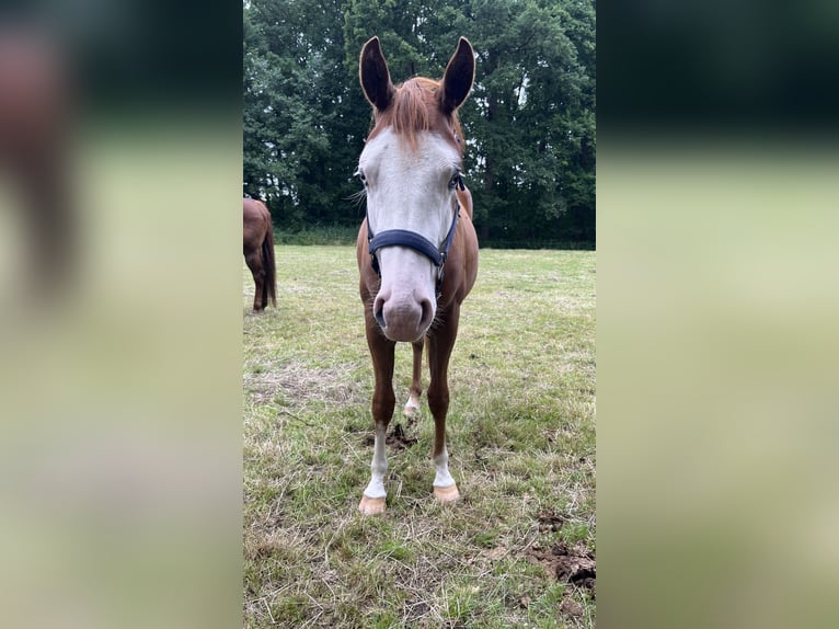 American Quarter Horse Klacz 2 lat 144 cm Kasztanowata in Bad Zwischenahn