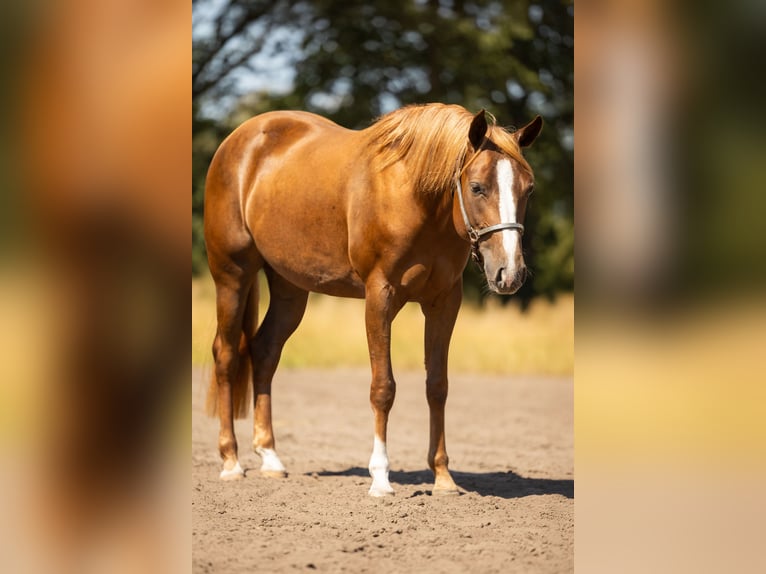 American Quarter Horse Klacz 2 lat 145 cm Ciemnogniada in Steyerberg