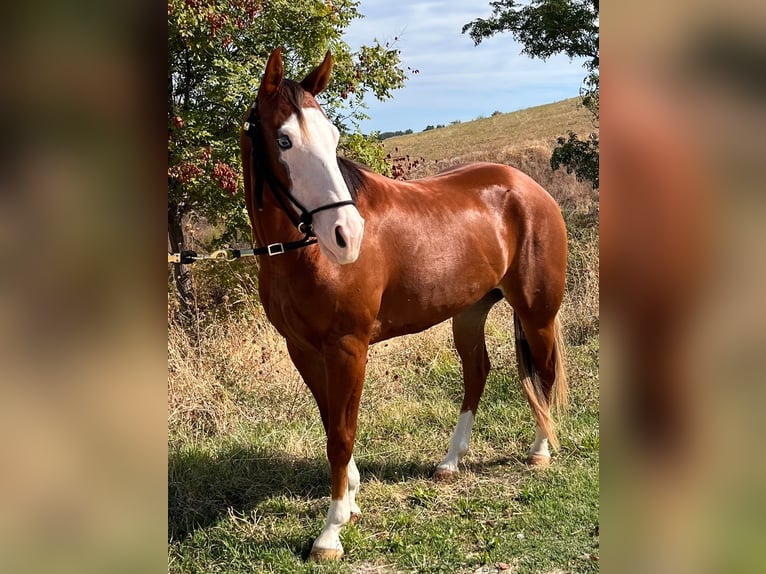 American Quarter Horse Klacz 2 lat 145 cm Cisawa in Fontanelle