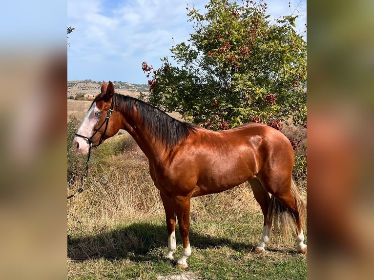 American Quarter Horse Klacz 2 lat 145 cm Cisawa in Fontanelle