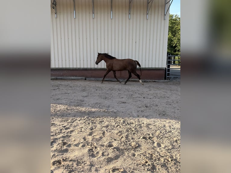 American Quarter Horse Mix Klacz 2 lat 145 cm Gniada in Weingarten