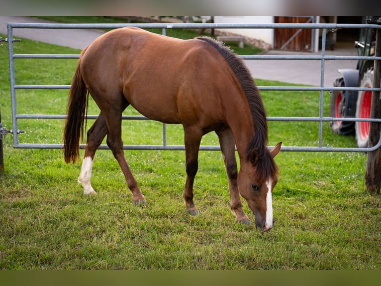 American Quarter Horse Mix Klacz 2 lat 145 cm Gniada in Weingarten