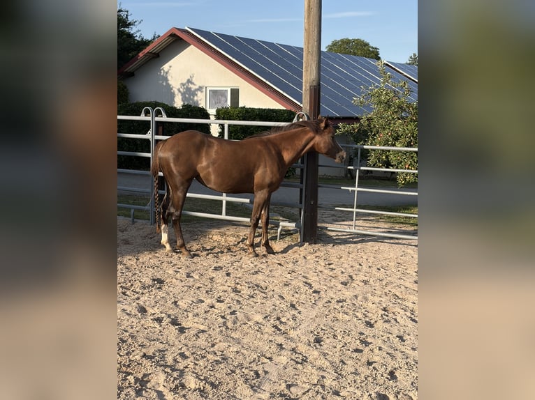 American Quarter Horse Mix Klacz 2 lat 145 cm Gniada in Weingarten