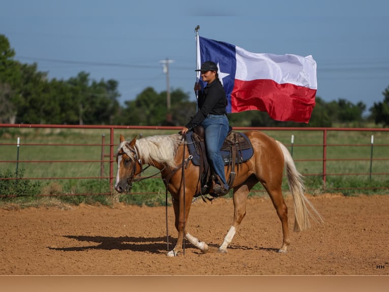 American Quarter Horse Klacz 2 lat 145 cm Izabelowata in Granbury TX