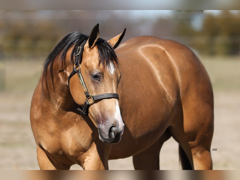 American Quarter Horse Klacz 2 lat 145 cm Jelenia in Whitesboro