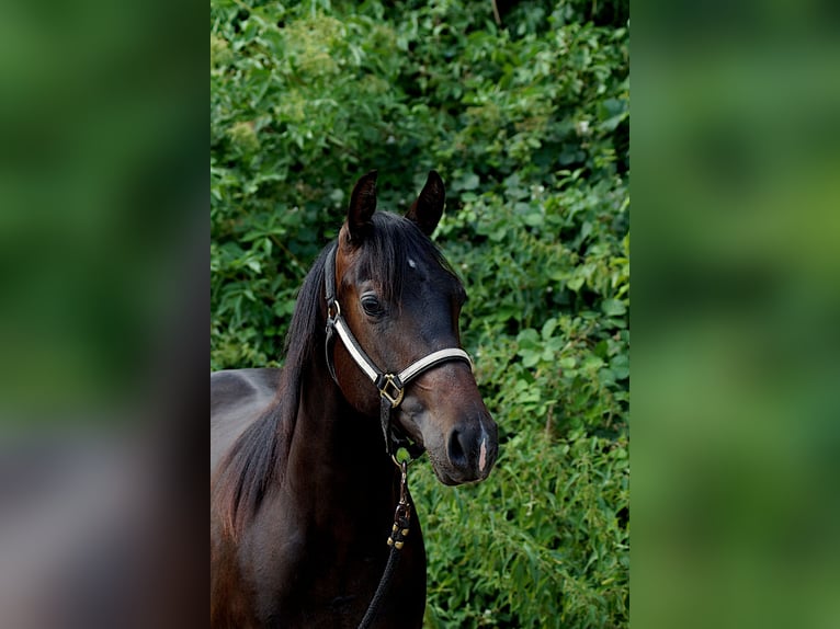 American Quarter Horse Klacz 2 lat 146 cm Ciemnogniada in Schönkirchen