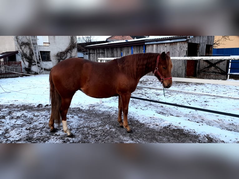 American Quarter Horse Klacz 2 lat 146 cm Kasztanowata in Branno