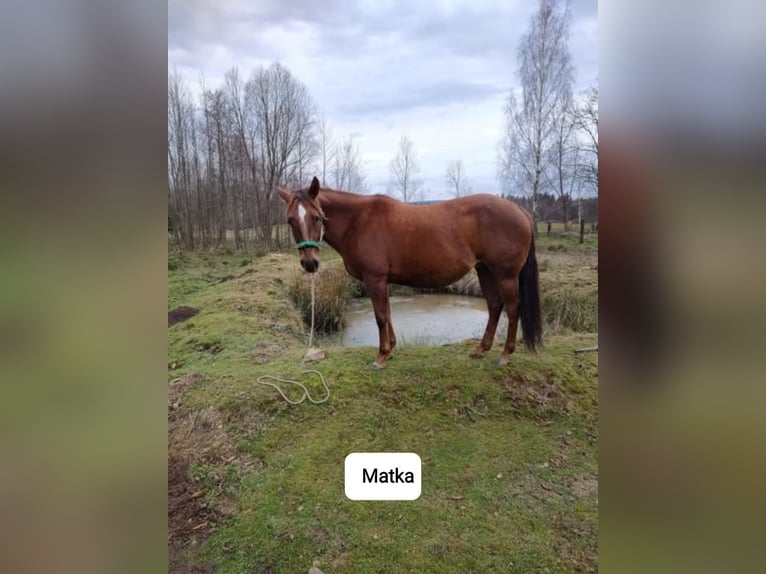 American Quarter Horse Klacz 2 lat 146 cm Kasztanowata in Branno