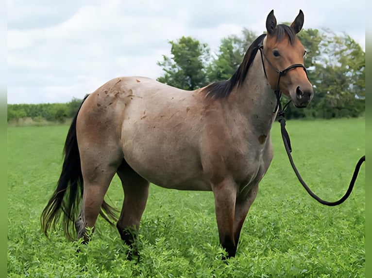 American Quarter Horse Klacz 2 lat 147 cm Gniadodereszowata in Princeville