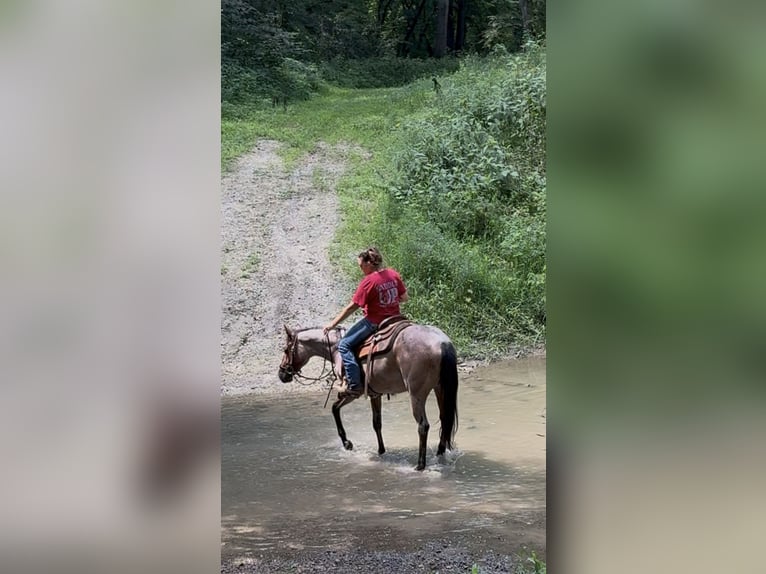 American Quarter Horse Klacz 2 lat 147 cm Gniadodereszowata in Princeville