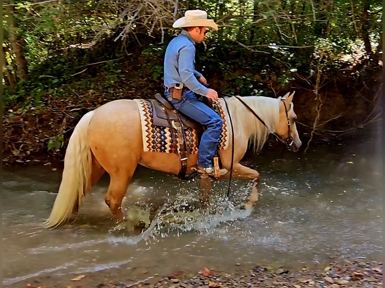 American Quarter Horse Klacz 2 lat 147 cm Izabelowata in Robards