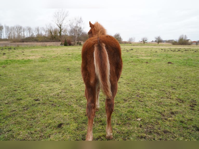 American Quarter Horse Klacz 2 lat 147 cm Kasztanowata in Demmin