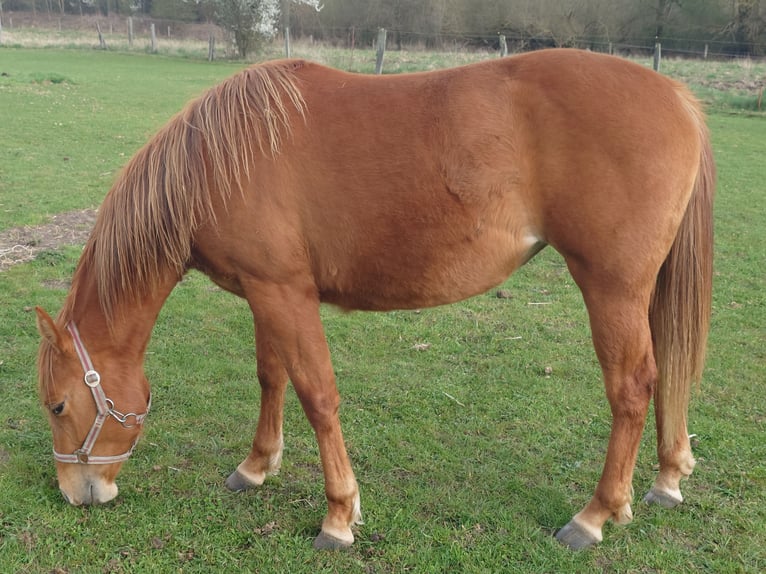 American Quarter Horse Klacz 2 lat 147 cm Kasztanowata in Demmin