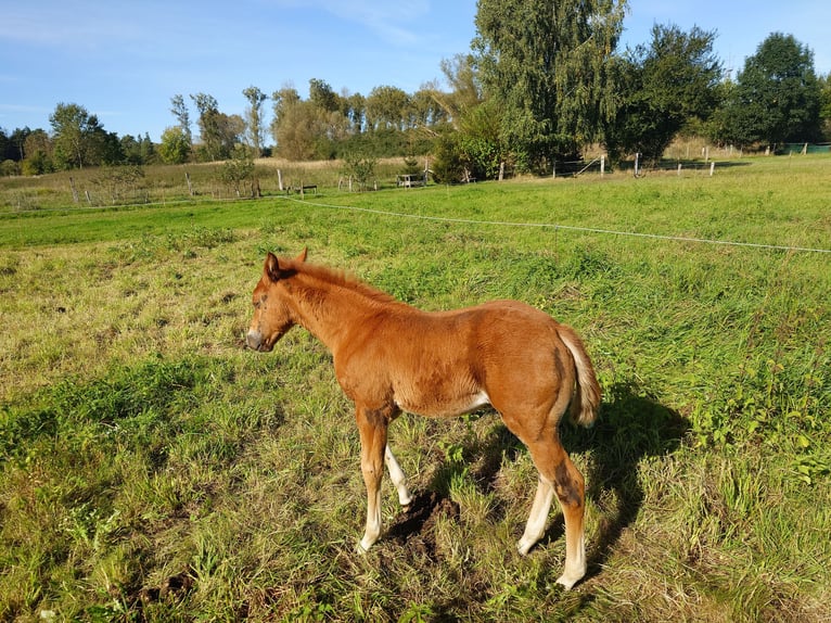 American Quarter Horse Klacz 2 lat 147 cm Kasztanowata in Demmin