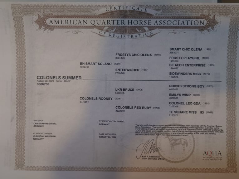 American Quarter Horse Klacz 2 lat 147 cm Kasztanowata in Demmin