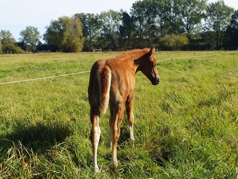 American Quarter Horse Klacz 2 lat 147 cm Kasztanowata in Demmin