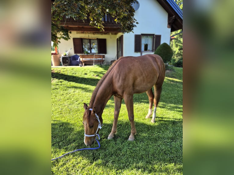 American Quarter Horse Klacz 2 lat 147 cm Kasztanowata in Hitzendorf