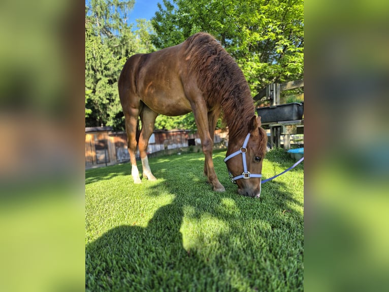 American Quarter Horse Klacz 2 lat 147 cm Kasztanowata in Hitzendorf