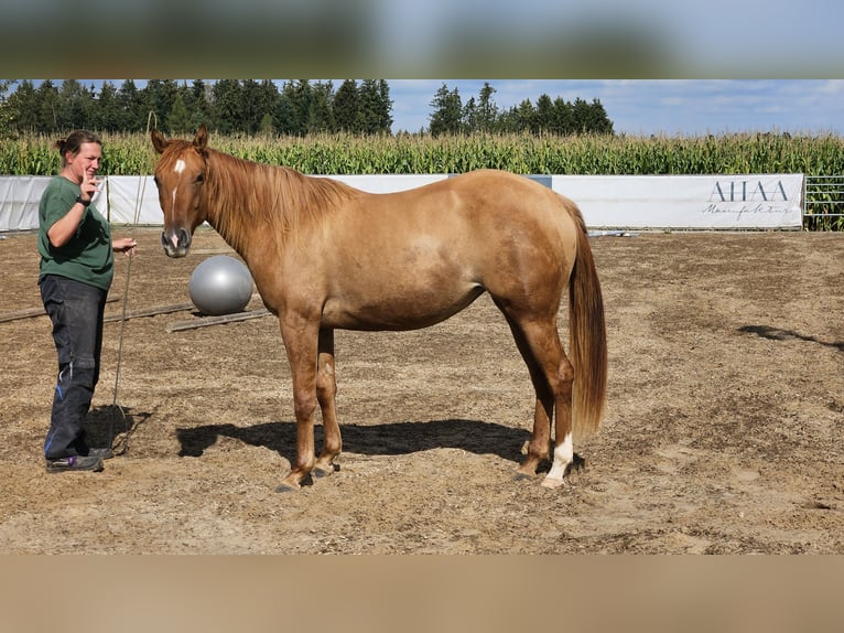 American Quarter Horse Klacz 2 lat 148 cm Bułana in Seeon-Seebruck