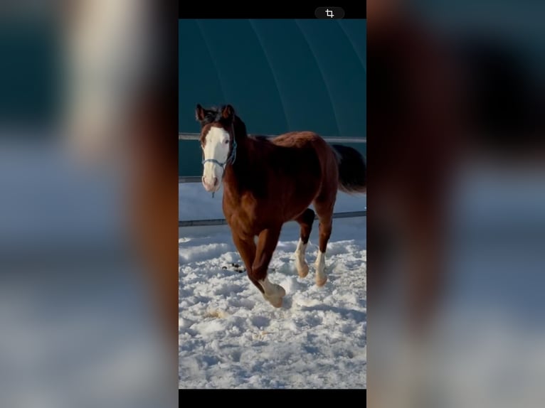 American Quarter Horse Klacz 2 lat 148 cm Gniada in Heimenkirch