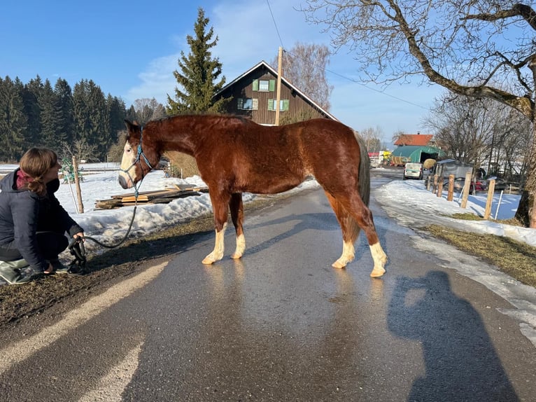 American Quarter Horse Klacz 2 lat 148 cm Gniada in Heimenkirch