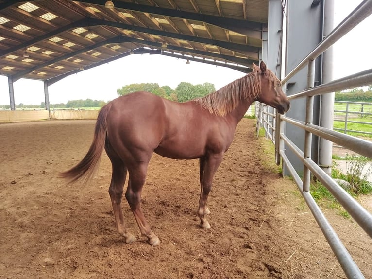 American Quarter Horse Klacz 2 lat 148 cm Kasztanowata in Clavier