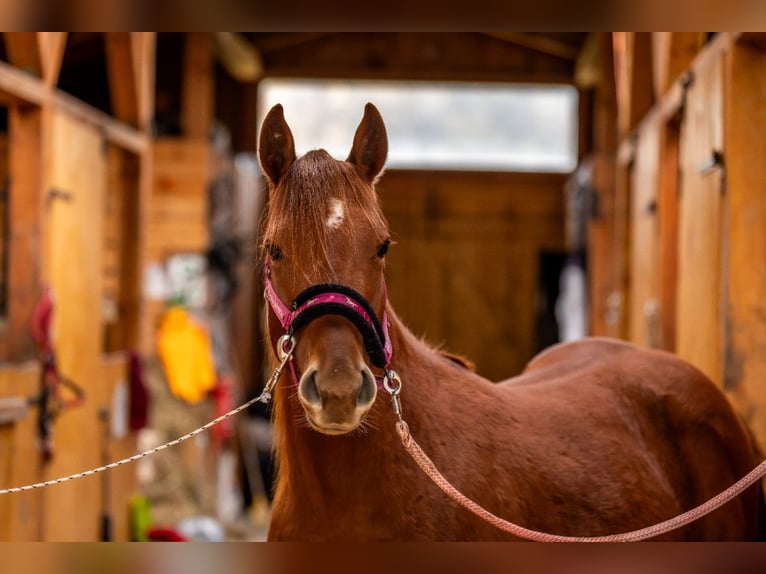 American Quarter Horse Klacz 2 lat 148 cm Kasztanowata in Wałbrzych