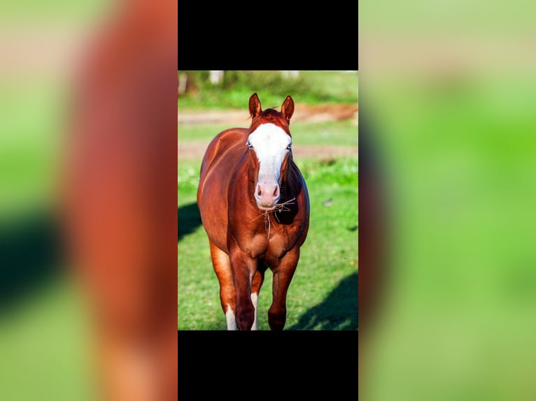 American Quarter Horse Klacz 2 lat 149 cm Bułana in 1317