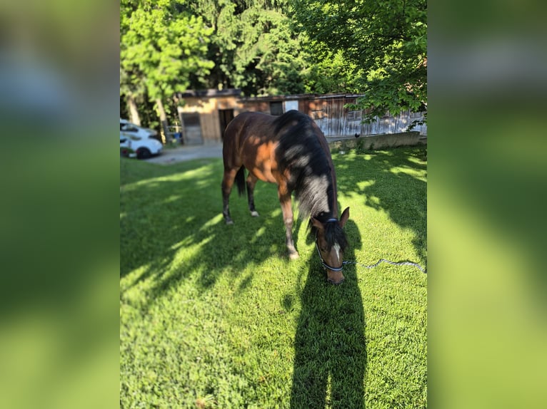 American Quarter Horse Klacz 2 lat 150 cm Ciemnogniada in Hitzendorf