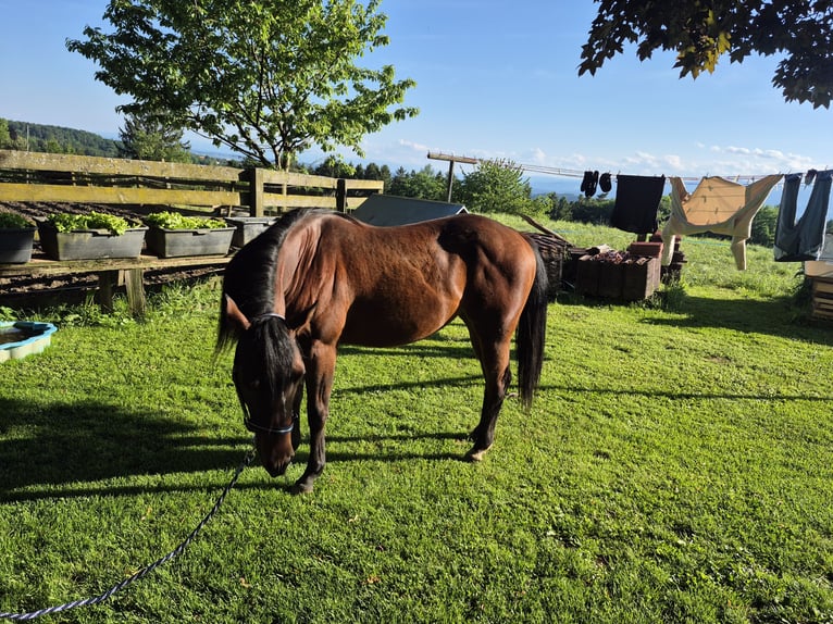 American Quarter Horse Klacz 2 lat 150 cm Ciemnogniada in Hitzendorf