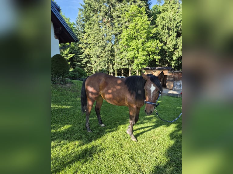 American Quarter Horse Klacz 2 lat 150 cm Ciemnogniada in Hitzendorf