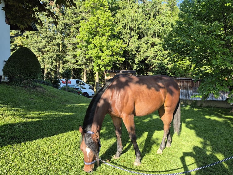 American Quarter Horse Klacz 2 lat 150 cm Ciemnogniada in Hitzendorf