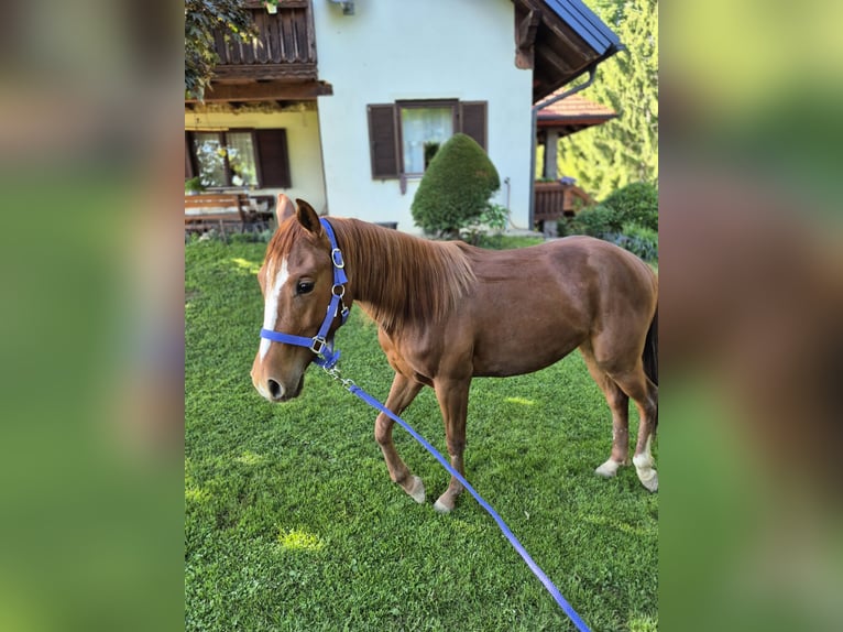 American Quarter Horse Klacz 2 lat 150 cm Ciemnokasztanowata in Hitzendorf