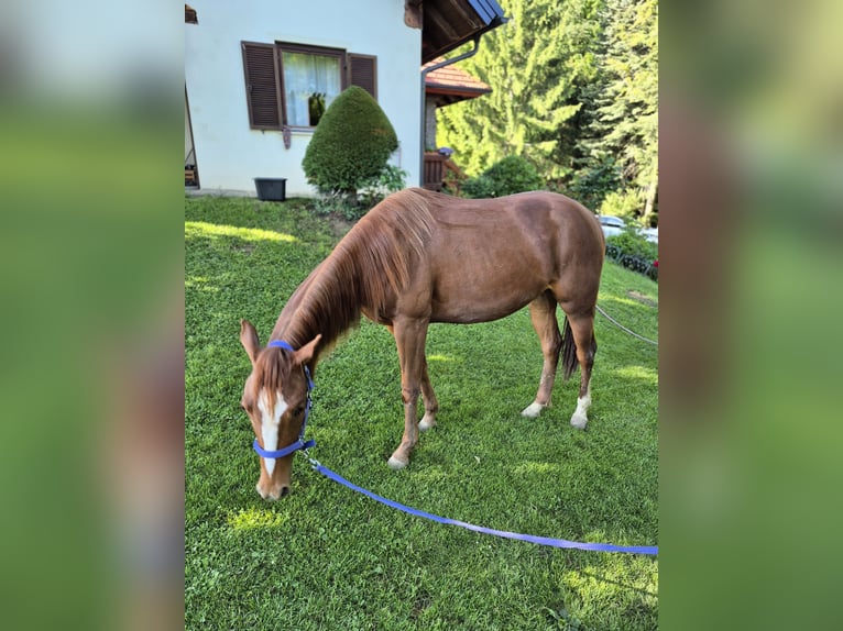 American Quarter Horse Klacz 2 lat 150 cm Ciemnokasztanowata in Hitzendorf