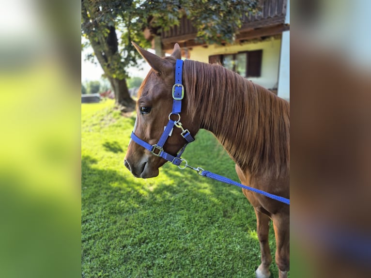 American Quarter Horse Klacz 2 lat 150 cm Ciemnokasztanowata in Hitzendorf