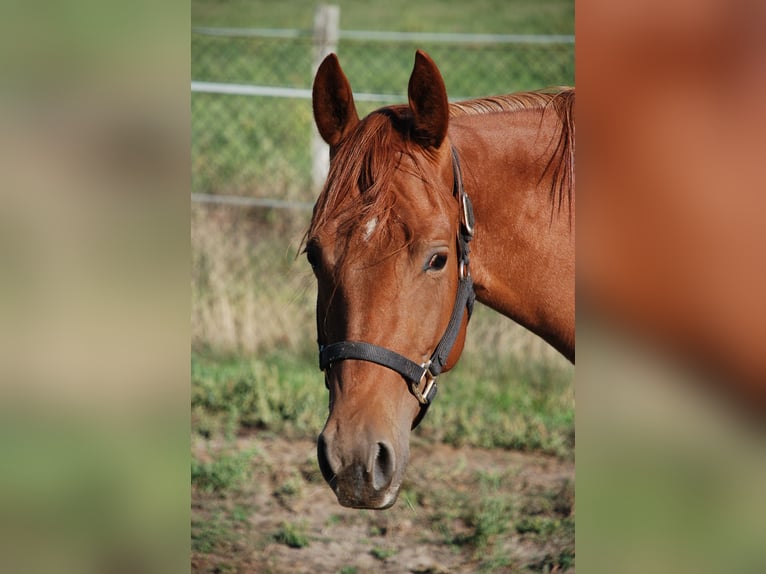 American Quarter Horse Klacz 2 lat 150 cm Ciemnokasztanowata in Ludwigslust