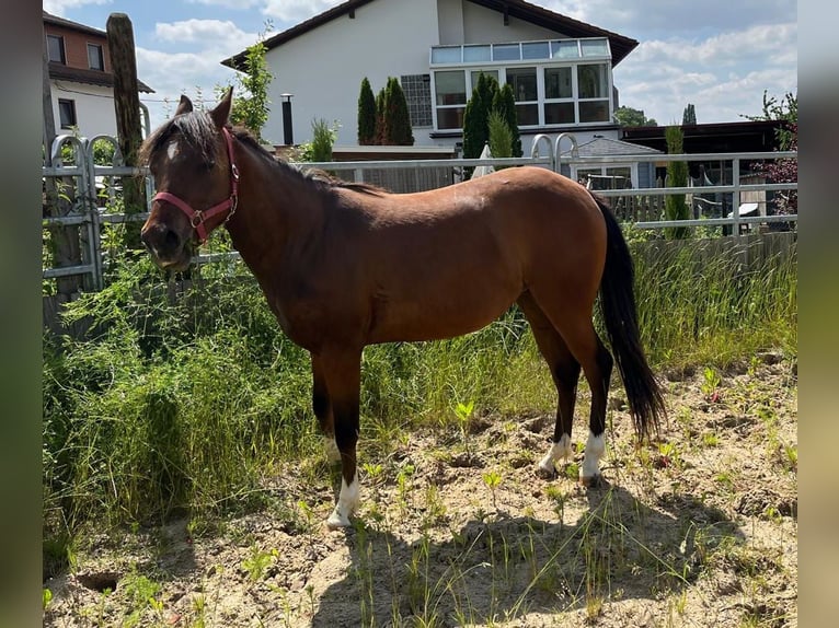 American Quarter Horse Klacz 2 lat 150 cm Gniada in Münzenberg