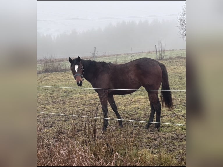 American Quarter Horse Klacz 2 lat 150 cm Gniada in Kirchendemenreuth