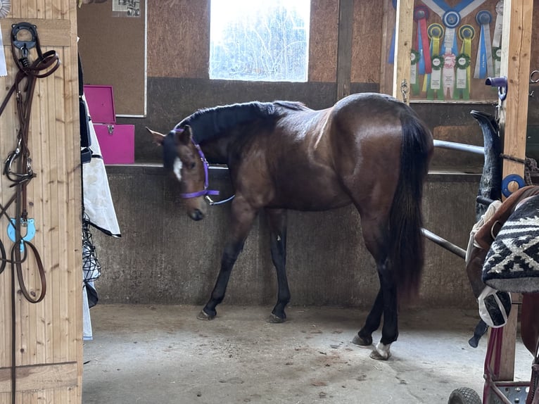 American Quarter Horse Klacz 2 lat 150 cm Gniada in Kirchendemenreuth