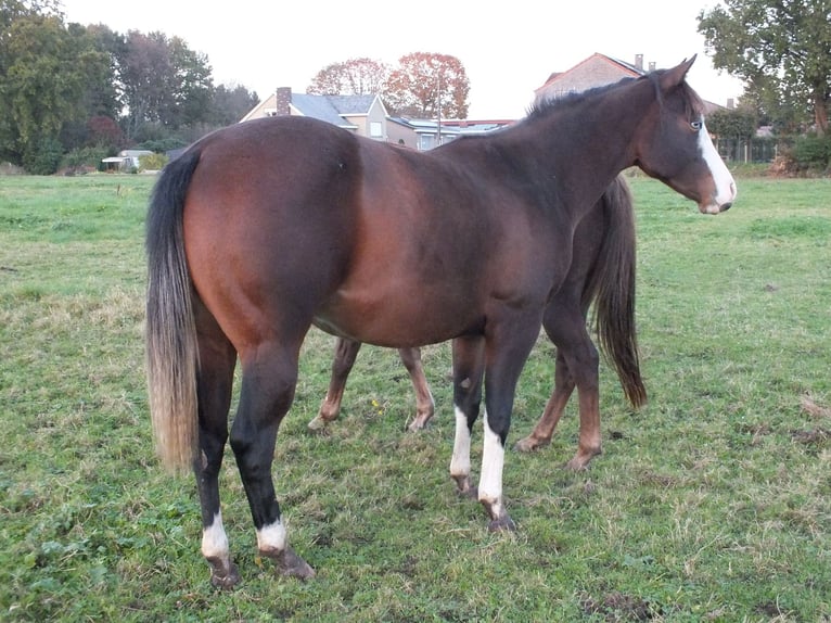 American Quarter Horse Klacz 2 lat 150 cm Gniada in BEGIJNENDIJK