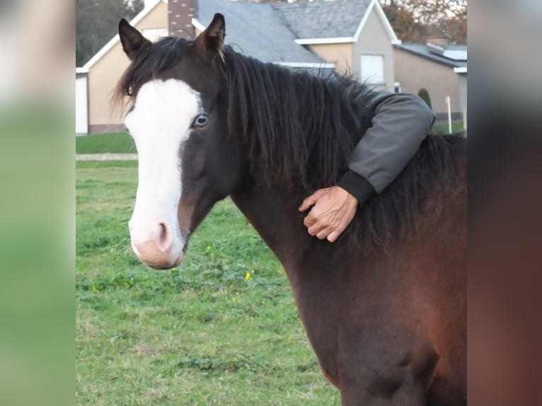 American Quarter Horse Klacz 2 lat 150 cm Gniada in BEGIJNENDIJK