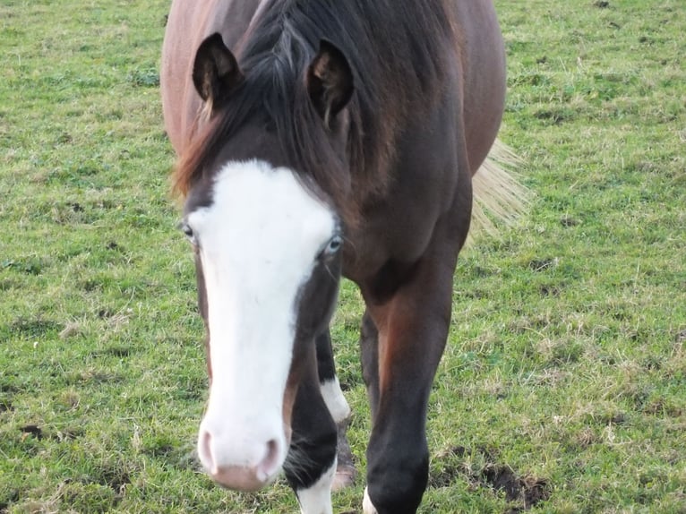 American Quarter Horse Klacz 2 lat 150 cm Gniada in BEGIJNENDIJK