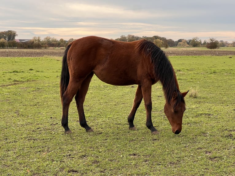 American Quarter Horse Klacz 2 lat 150 cm Gniada in Neustadt am Rübenberge