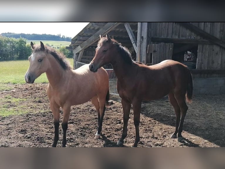 American Quarter Horse Klacz 2 lat 150 cm Gniada in Dietenheim